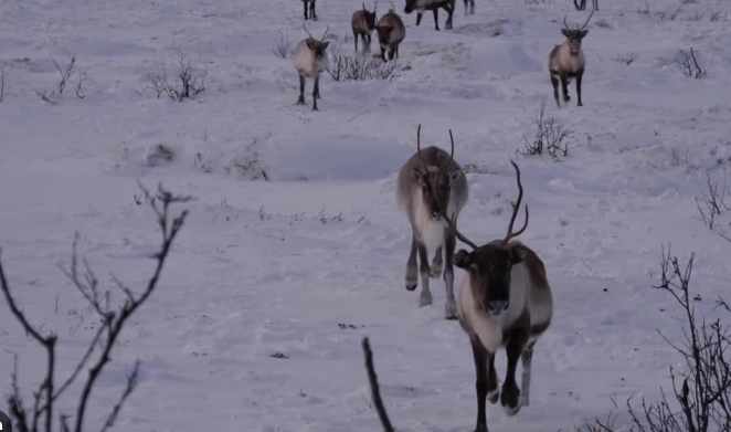 a real picture of rudolph the red nosed reindeer