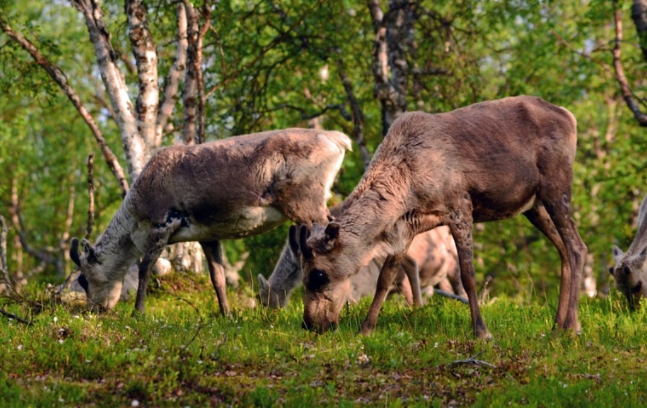 who eats reindeer