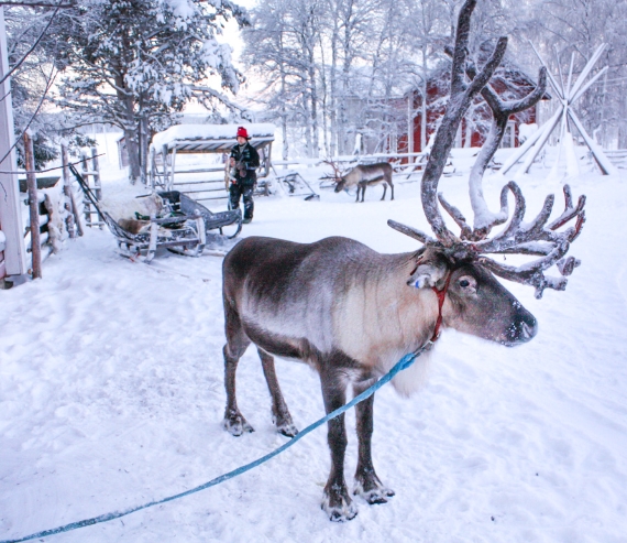 reindeer who likes valentineʼs day