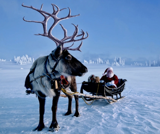 which reindeer are male
