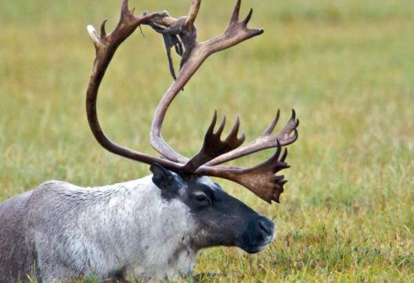 where do reindeer come from