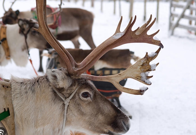 which reindeer is santaʼs favorite