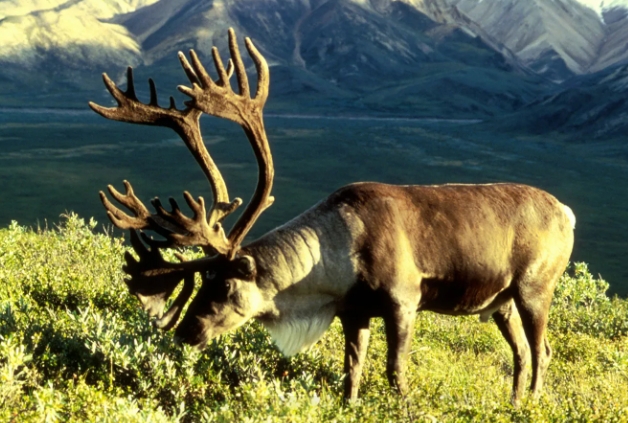 where do reindeer live