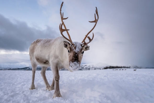 christmas reindeer images free