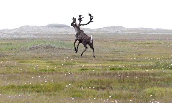 how far do reindeer migrate