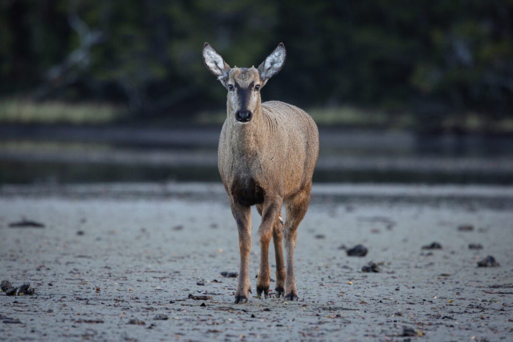 deer is endangered animal