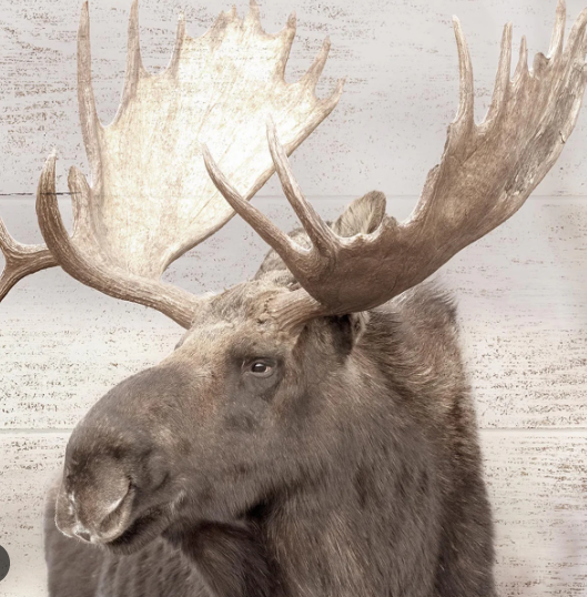 A Charming Addition to Your Space