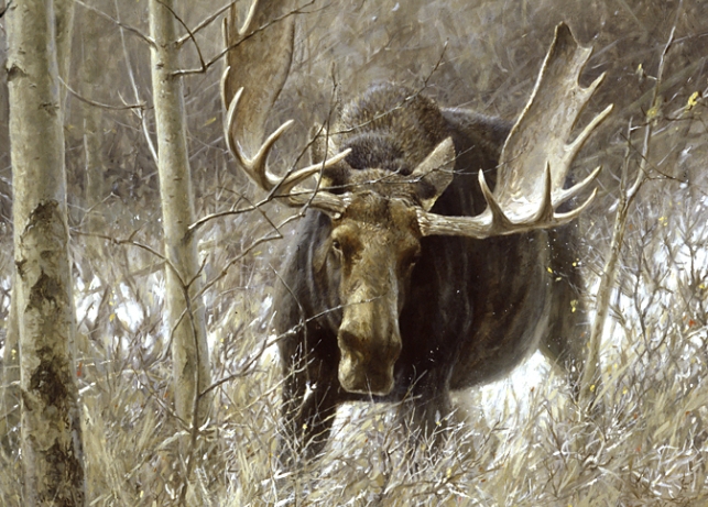 A Journey into Nature's Majesty
