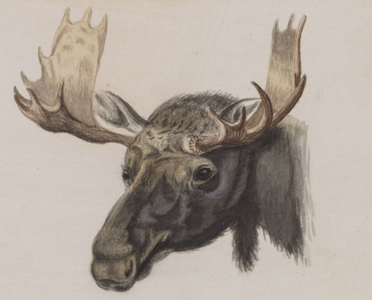 Artistic Interpretations of Moose Heads
