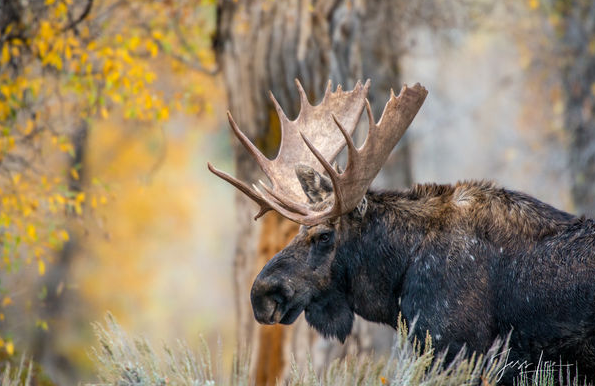 Capturing the Essence of Moose