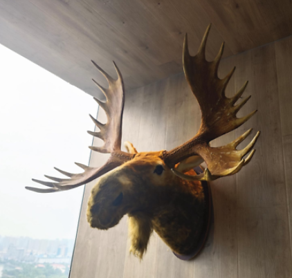 Caring for Your Moose Head Decor