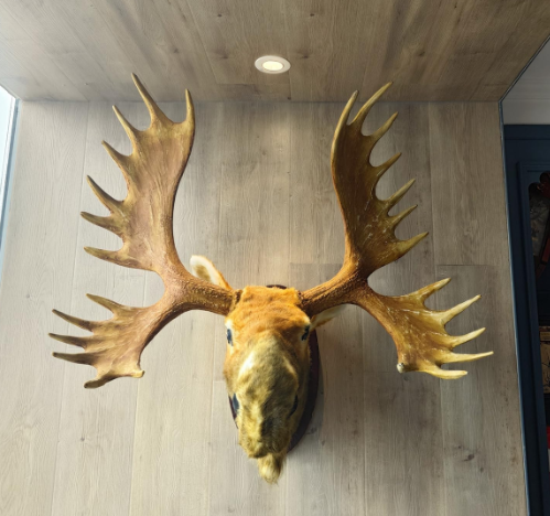 Caring for Your Moose Head Decor2
