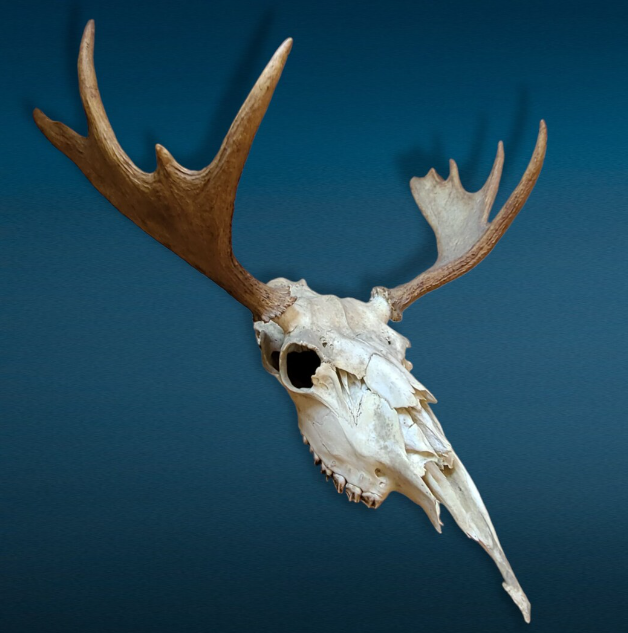 Caring for Your Moose Skull Decor