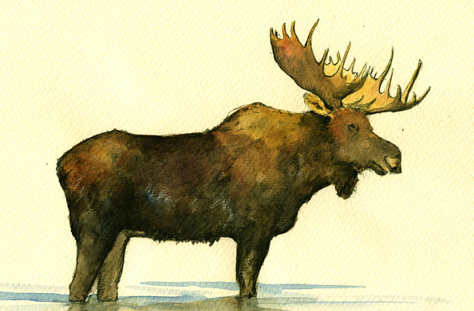 Celebrating Moose in Popular Culture