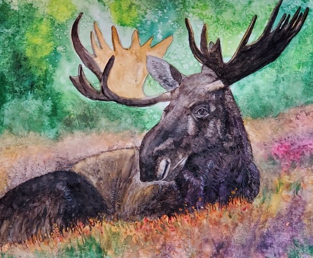 Connecting with the Community of Moose Enthusiasts