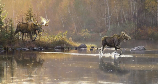 Conservation through Creativity