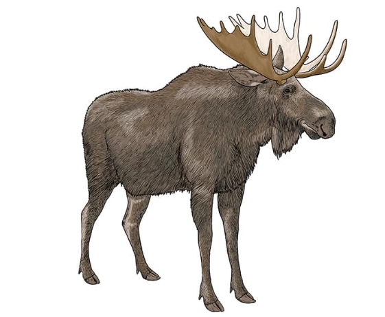 Creating Your Moose Illustration