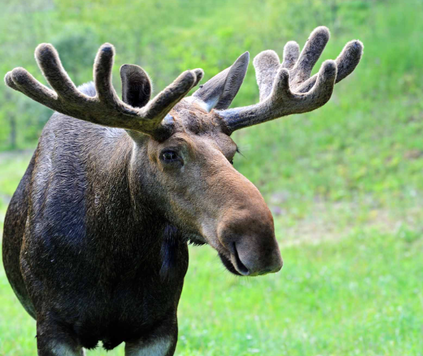 Cultural Significance of the Moose