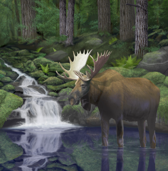 Diamond Art Moose2