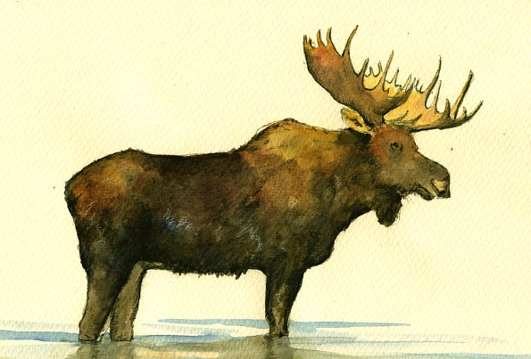 Discovering the Beauty of Moose Watercolor Art