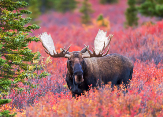 Identifying Moose Habitats