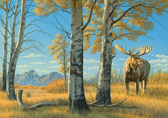 Incorporating Backgrounds and Elements