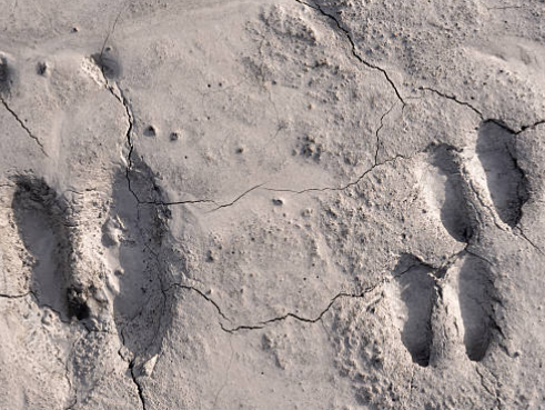 Inspiring Examples of Moose Footprint Art