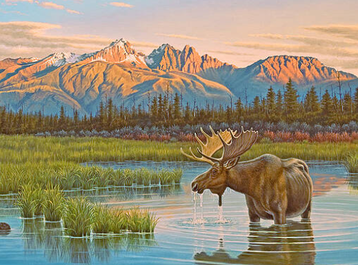 Moose Canvas Art2
