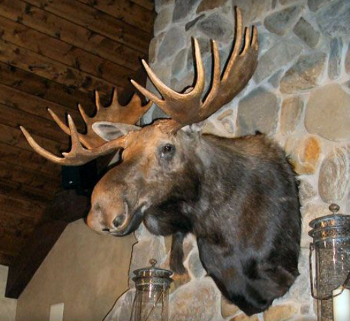 Moose Head Wall Art2