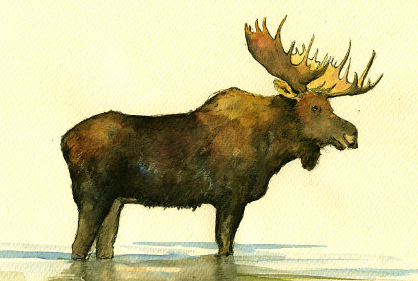 Moose Watercolor Painting2