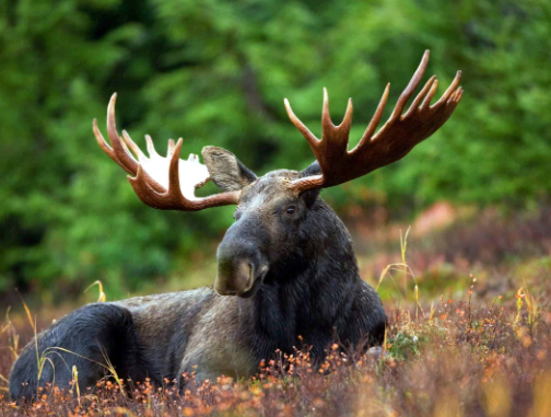 Moose as a Cultural Symbol