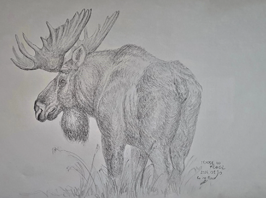  Techniques for Sketching Moose