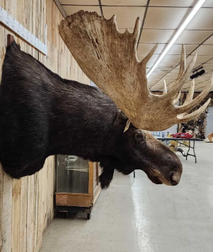 The Allure of Moose Taxidermy