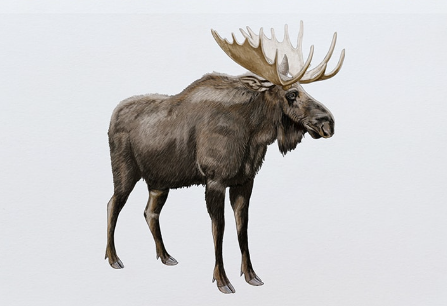 The Anatomy of Moose in Art