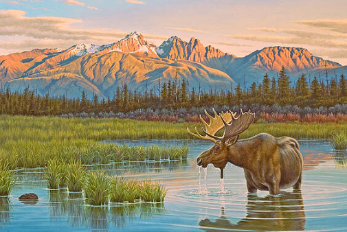 The Appeal of Moose Art