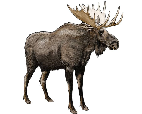 The Art of Moose Representation