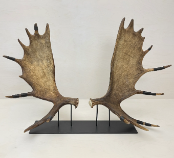 The Art of Repurposing Antlers