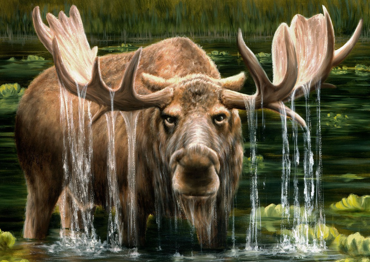 The Beauty of Moose Designs