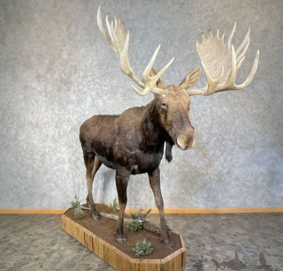The Benefits of Faux Taxidermy