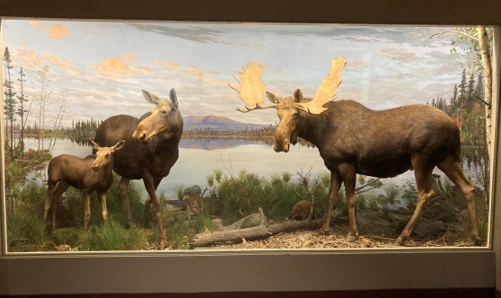 The Cultural Significance of the Moose