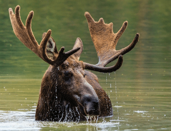 The Cultural Significance of the Moose2