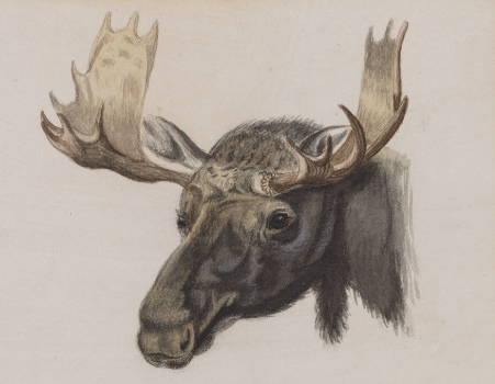 The History and Significance of Moose Heads