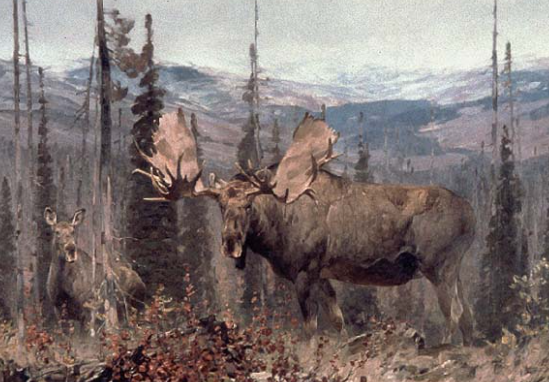 The Life and Legacy of Carl Rungius