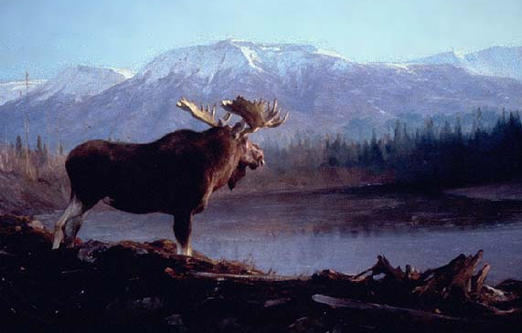 The Moose in Rungius's Art