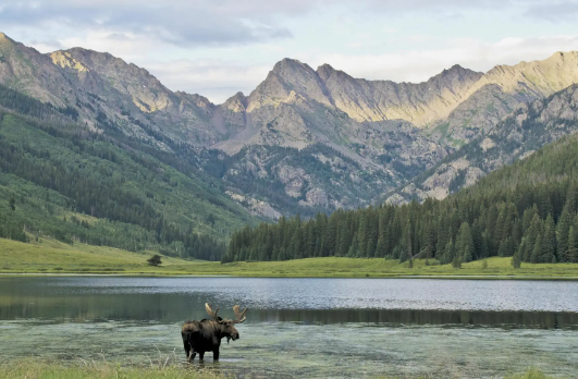 The Significance of Moose in Nature and Culture