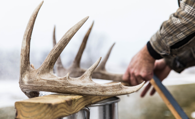 The Taxidermy Process
