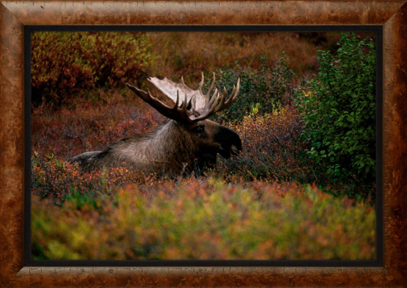 Tips for Displaying Your Moose Print2