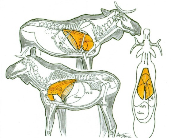 Understanding Moose Anatomy