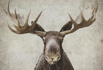 Where to Display Moose Art