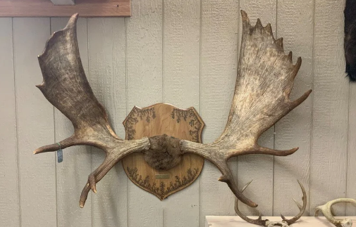 Where to Source Moose Antlers and Decor Ideas